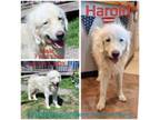 Adopt Harold a Great Pyrenees
