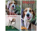 Adopt Macon a Treeing Walker Coonhound