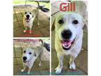Adopt Gill a Mixed Breed