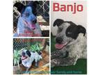 Adopt Banjo a Australian Cattle Dog / Blue Heeler, Mixed Breed