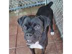 Adopt Oscar a Boxer, Mixed Breed