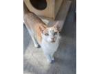 Adopt Thomas a Domestic Short Hair