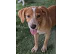 Adopt Apricot a Pointer, Labrador Retriever