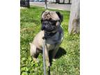 Adopt Max a Pug