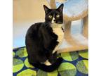 Adopt Rio a Domestic Short Hair