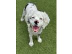 Adopt Andre a Cocker Spaniel