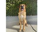 Adopt Toby a German Shepherd Dog, Saint Bernard
