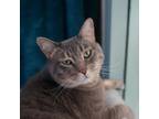 Adopt Ozzie a Domestic Short Hair