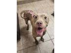 Adopt Trooper a Pit Bull Terrier, Mixed Breed