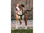 Adopt Brick a Mixed Breed