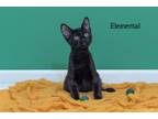 Adopt Elemental a Domestic Short Hair