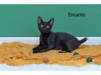 Adopt Encanto a Domestic Short Hair