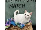Adopt Enzo a Domestic Short Hair
