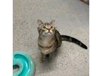 Adopt Crunchwrap Supreme a Domestic Medium Hair, Domestic Short Hair
