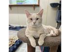 Adopt Samwise a Domestic Short Hair