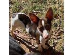 Bolt, Rat Terrier For Adoption In Matthews, North Carolina