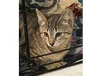 Pigeon (perfect Tabby Girl), Domestic Shorthair For Adoption In Lewistown