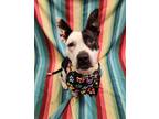 Luna, American Pit Bull Terrier For Adoption In Lafayette, Indiana