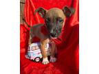 Roderick King Cutie Pie, American Pit Bull Terrier For Adoption In Marysville
