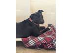Dixie (sponsored), Labrador Retriever For Adoption In Richmond, Indiana