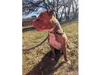 Tyson - Sponsored, American Pit Bull Terrier For Adoption In Richmond, Indiana