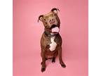 Cass, American Pit Bull Terrier For Adoption In Columbia, Maryland