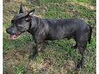 Smoke, American Staffordshire Terrier For Adoption In Choctaw, Oklahoma