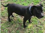 Cash, American Pit Bull Terrier For Adoption In Choctaw, Oklahoma