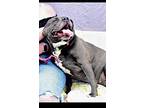 Nala-sponsored, American Pit Bull Terrier For Adoption In Richmond, Indiana