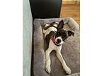 Dallas, American Pit Bull Terrier For Adoption In Elgin, Illinois