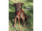 Godiva, American Staffordshire Terrier For Adoption In Choctaw, Oklahoma