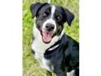 Adopt Rocky a Border Collie, Mixed Breed