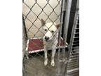 Adopt Kiba a Siberian Husky, Mixed Breed