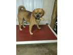 Adopt Mugsey a Beagle, Pug
