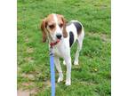 Adopt Sammy a Beagle
