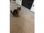Lulu (mom Of Colleen's Kittens), Domestic Shorthair For Adoption In Lewis