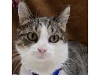 Nani, American Shorthair For Adoption In San Antonio, Texas