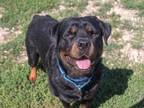 Adopt Kenai a Rottweiler