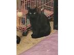 Raven, Domestic Shorthair For Adoption In Pelion, South Carolina