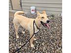 Boo Boo Mixed Breed (Medium) Adult Female
