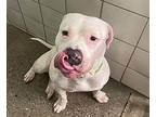 Outlaw American Bulldog Adult Male
