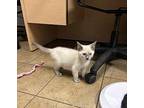 Wickles Siamese Kitten Female