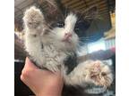 Mac Domestic Longhair Kitten Male