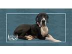Loki Great Dane Adult Male