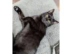 Handsome, American Shorthair For Adoption In Greensboro, North Carolina