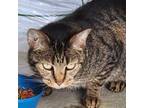 Adopt Guapo a Domestic Short Hair