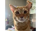 Adopt Barney a Domestic Short Hair