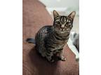 Tamanga, Manx For Adoption In Greensboro, North Carolina