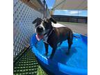 Touble American Pit Bull Terrier Senior Female