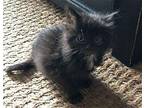 Thermos Domestic Longhair Kitten Male